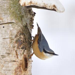 Wood Nuthatch