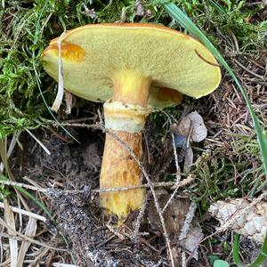 Larch Suillus