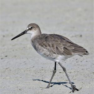 Willet