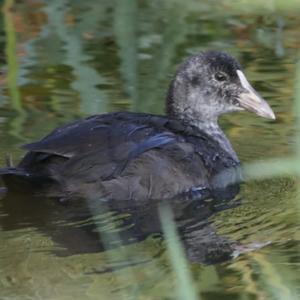 Common Coot