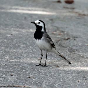 White Wagtail