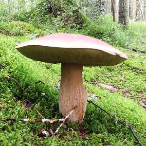 King Bolete