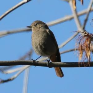 Black Redstart