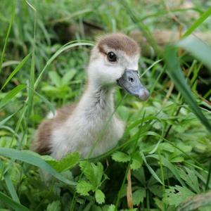 Egyptian Goose