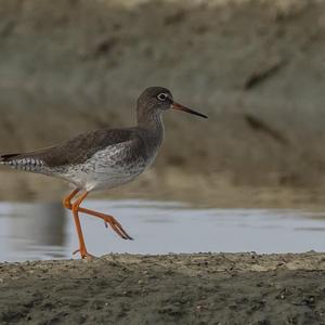 Common Redshank