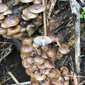 Mycena, Common