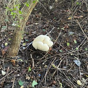 Giant Puffball