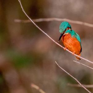 Common Kingfisher