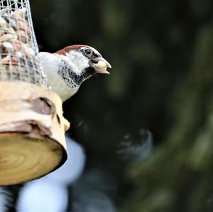 House Sparrow