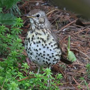 Song Thrush