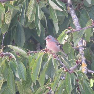 Eurasian Chaffinch