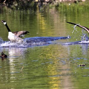 Canada Goose