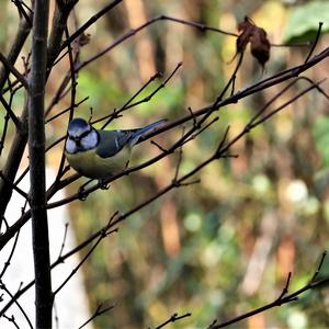 Blue Tit