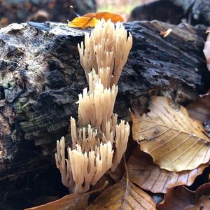 Straight-branched Coral