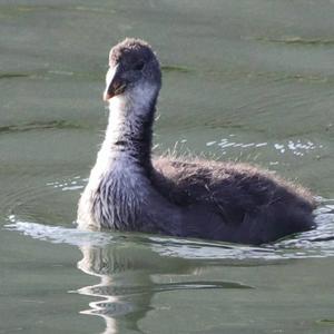 Common Coot