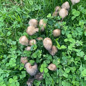 Non-inky Coprinus