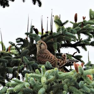 Common Kestrel