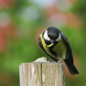 Great Tit