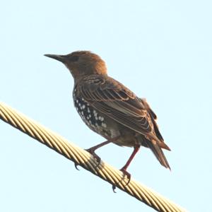 Common Starling