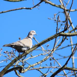 Eurasian Collared-dove