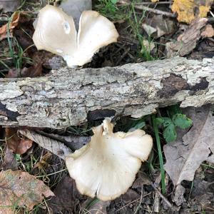 Oyster Mushroom