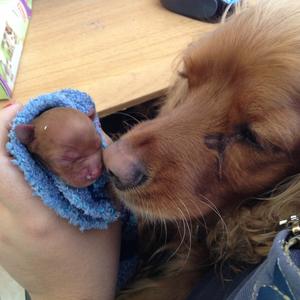 Spaniel (English Cocker)