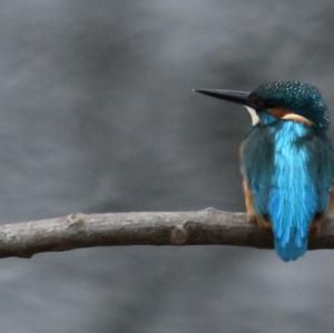 Common Kingfisher