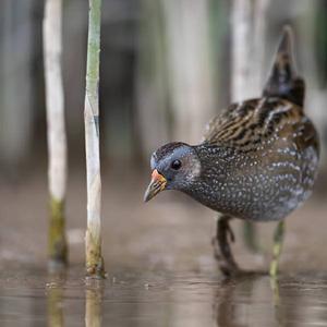 Spotted Crake