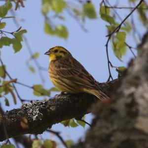 Yellowhammer