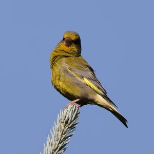 European Greenfinch