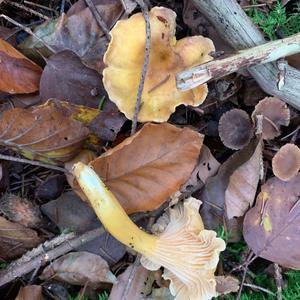 Chanterelle, Common