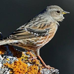 Alpine Accentor