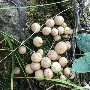 Stump Puffball