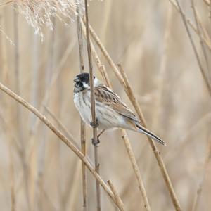 Reed Bunting