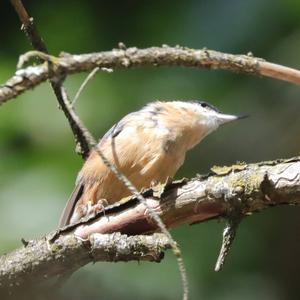 Wood Nuthatch