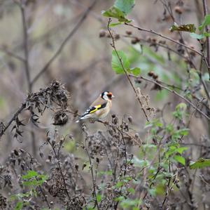 European Goldfinch