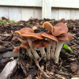 Bluing Psilocybe