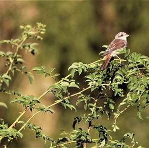 Red-backed Shrike