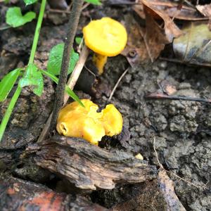 Chanterelle, Common