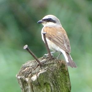 Red-backed Shrike