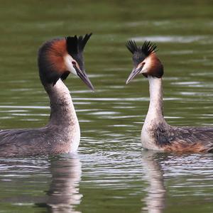 Great Crested Grebe