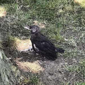 Eurasian Jackdaw