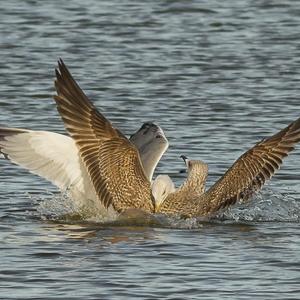 Caspian Gull