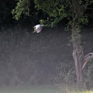 Common Buzzard