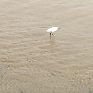 Little Egret