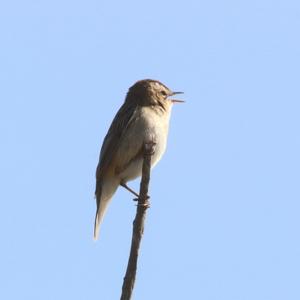 Eurasian Reed-warbler