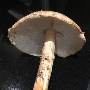 Unknown Species