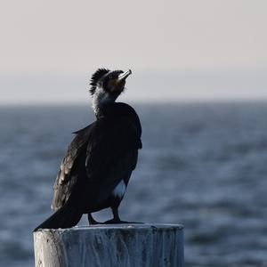 Great Cormorant