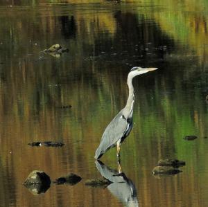 Grey Heron