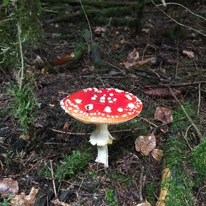 Fly Agaric